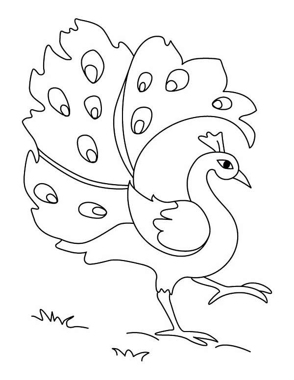 How to draw peacock / onrigox3.png / LetsDrawIt