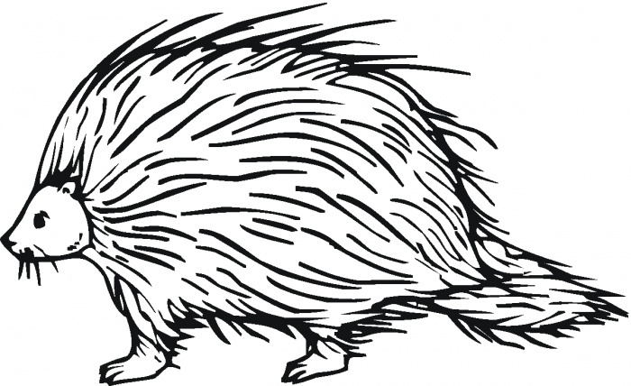 Porcupine Coloring Page | Clipart library - Free Clipart Images