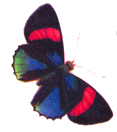 Free Clip Art - Gorgeous Butterfly - The Graphics Fairy