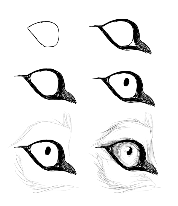 Learn How to Draw Crocodile Eyes (Other Animals) Step by Step : Drawing  Tutorials