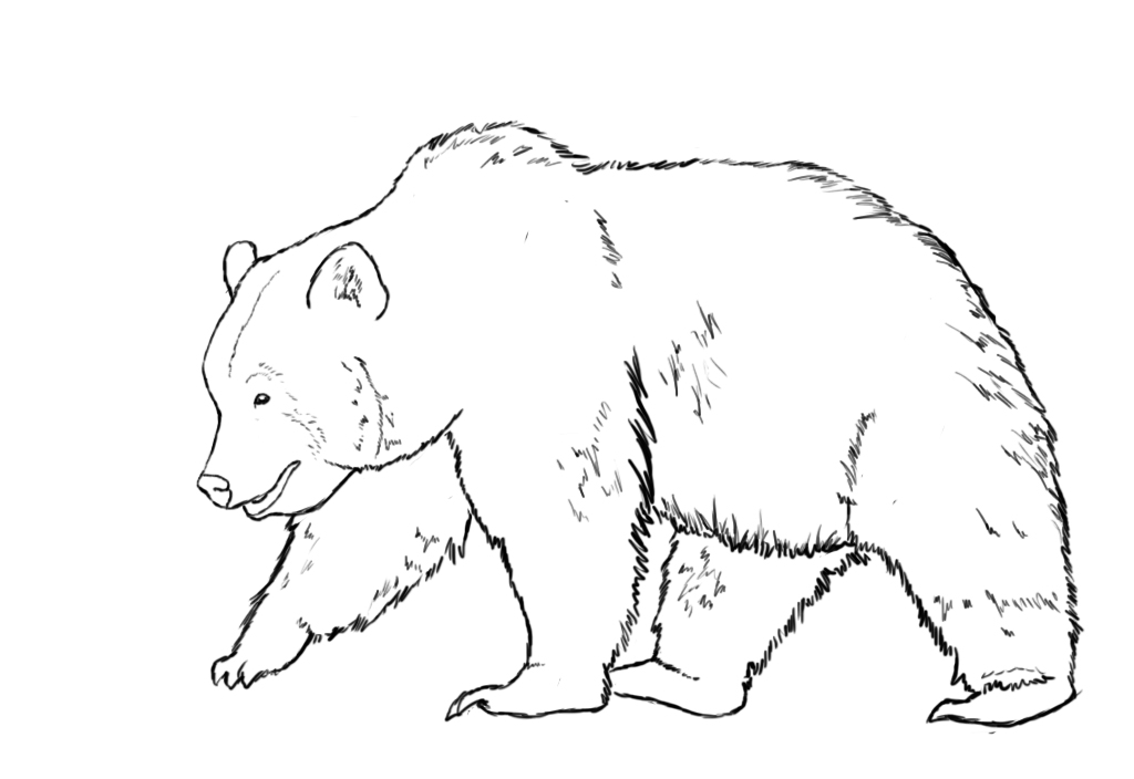 simple black bear drawing