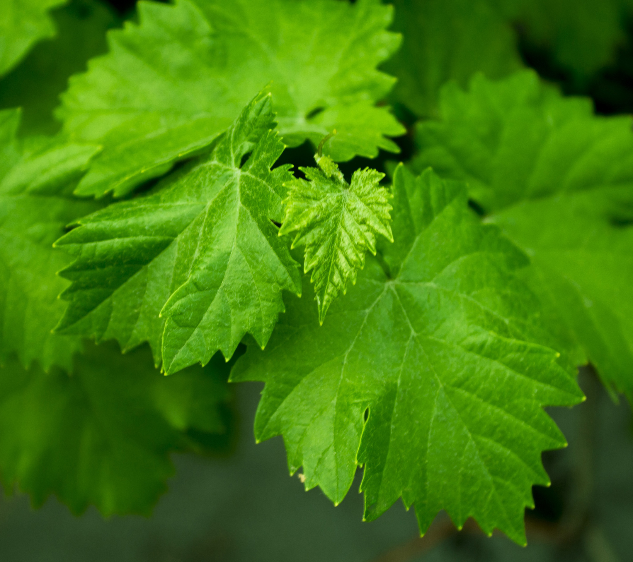 List 96+ Pictures Images Of Grape Leaves Superb 10/2023
