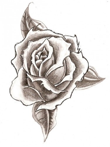 easy pencil drawing flower rose  Clip Art Library