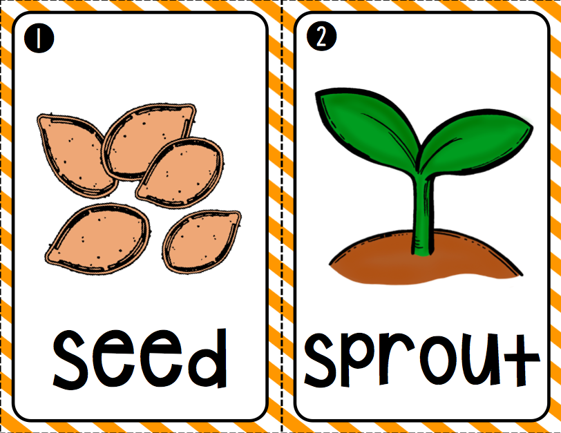 Illustrated flashcards showing a seed and a sprout, labeled for early science education.