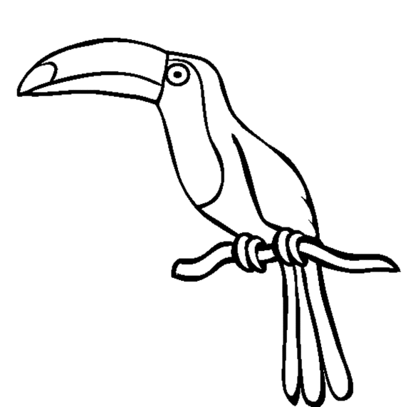Toucan Bird Coloring Page - Animal Coloring pages of PagesToColor 