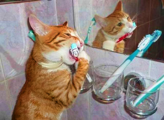 Cat Brushing Teeth - Clip Art Library