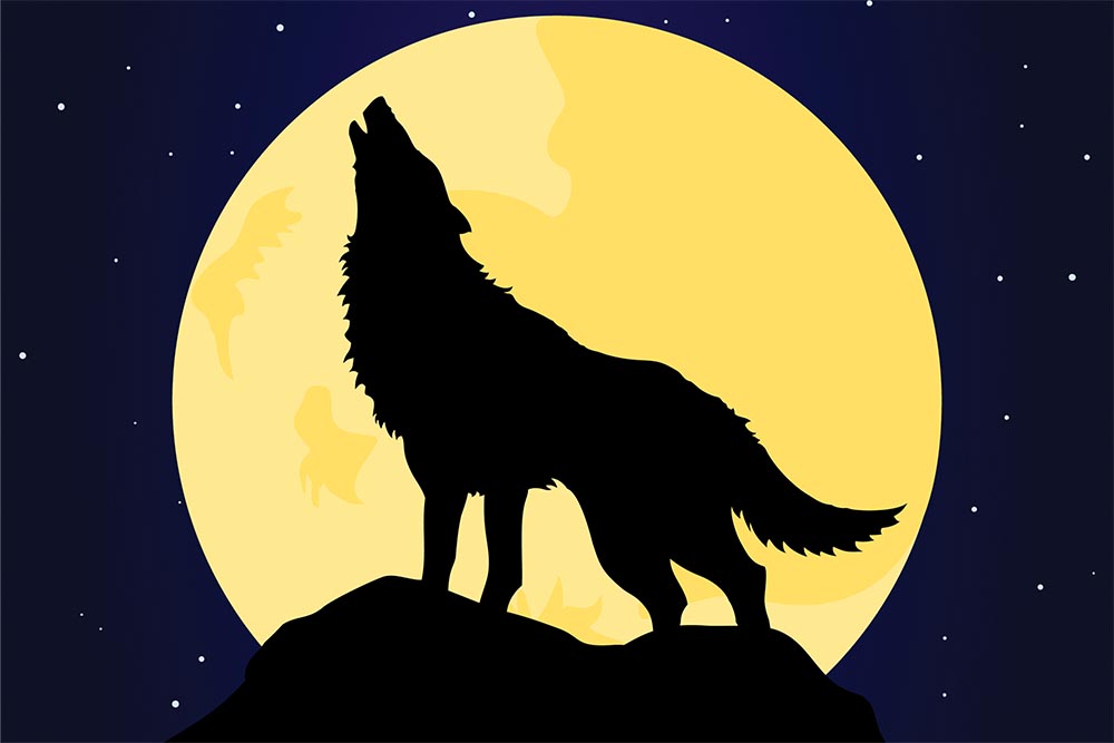 gray wolf howling at the moon - Clip Art Library