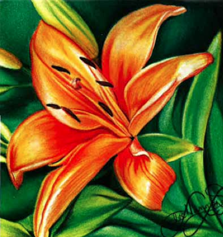 Orange Lily Botanical Art - Hand-Painted Floral Illustration