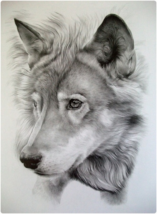Image result for realistic animal drawings | Painting, Dessin, Art
