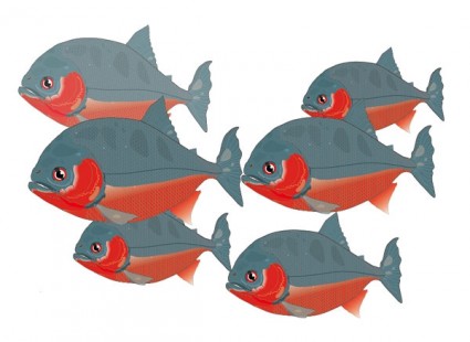 Six illustrated red-bellied piranhas swimming in a school, with gray bodies and vibrant orange-red undersides and gill covers.