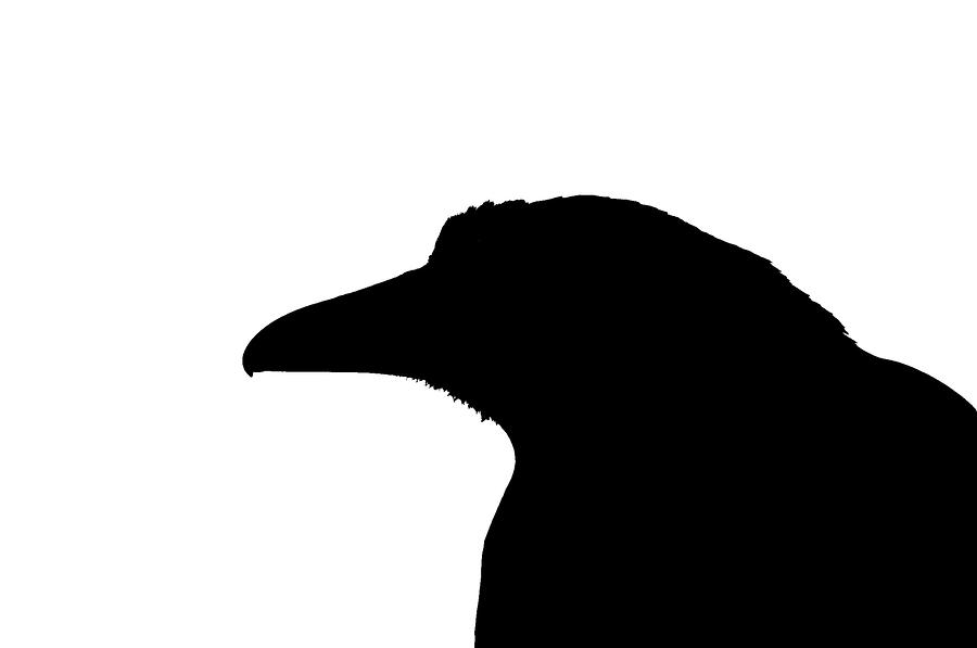 Bird Silhouette by Michael Fiorella - Bird Silhouette Photograph 
