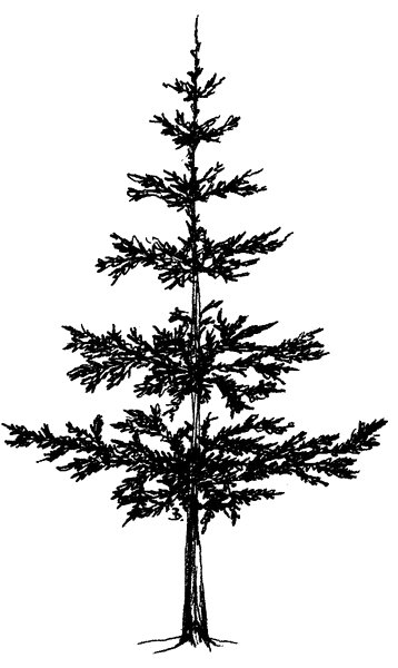 Pine Tree Drawing - Clipart library
