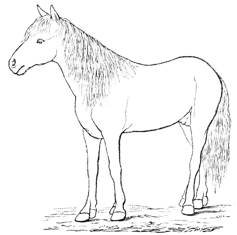Free Horse Outline, Download Free Horse Outline png images, Free ...