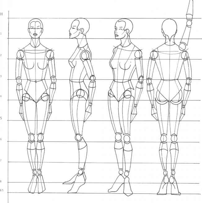 Human Body Proportions Drawing Female Clip Art Library