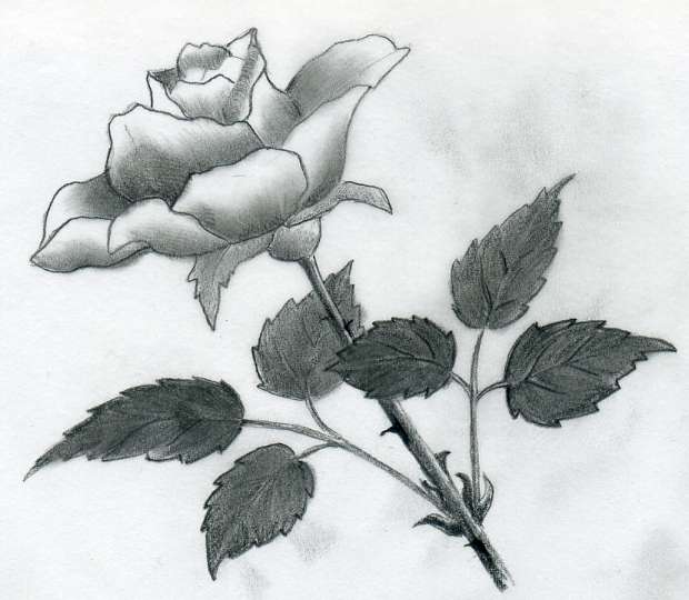 Sketch the outline of the rose by drawing the stem and leaves