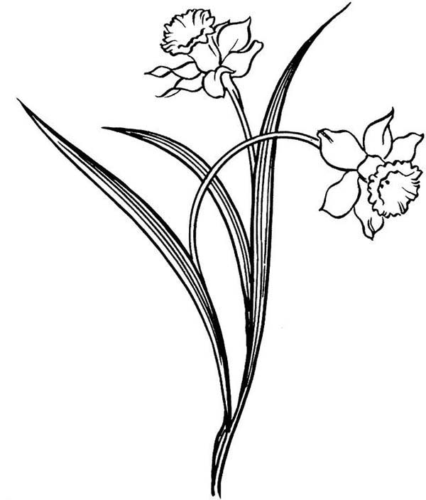 Pretty Daffodil Flower Coloring Page | Kids Play Color