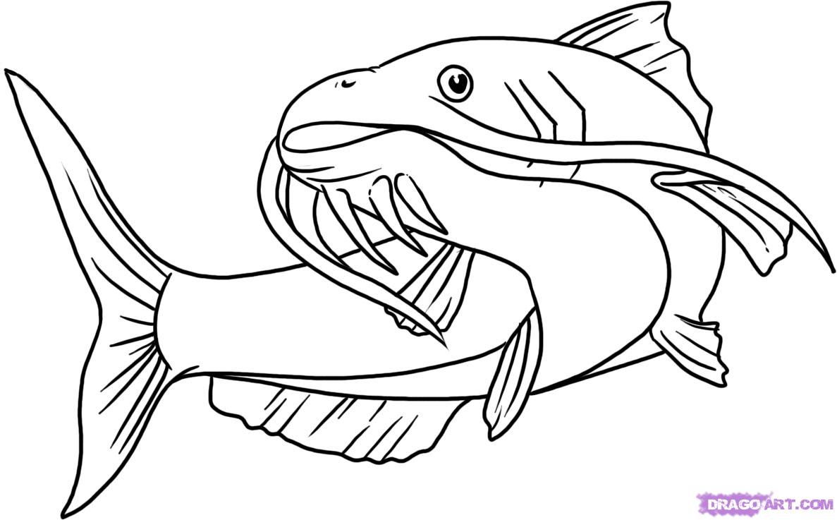 drawing of a catfish - Clip Art Library