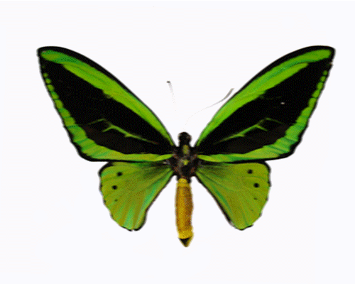 Vibrant green and black butterfly with spread wings, showcasing intricate wing patterns against a white background.