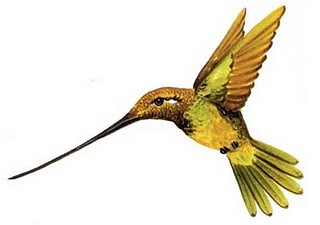 Sword-billed Hummingbird - Nature’s Longest-Beaked Avian Marvel