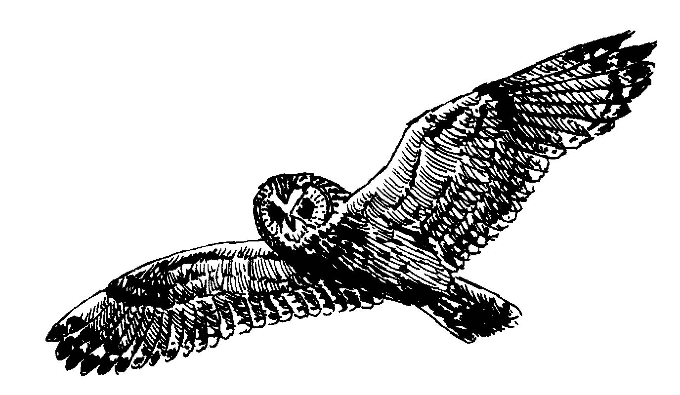 Flying Owl Clipart Black And White | Clipart library - Free Clipart 