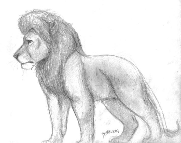 Wild animal sketches and drawings | SeanBriggs