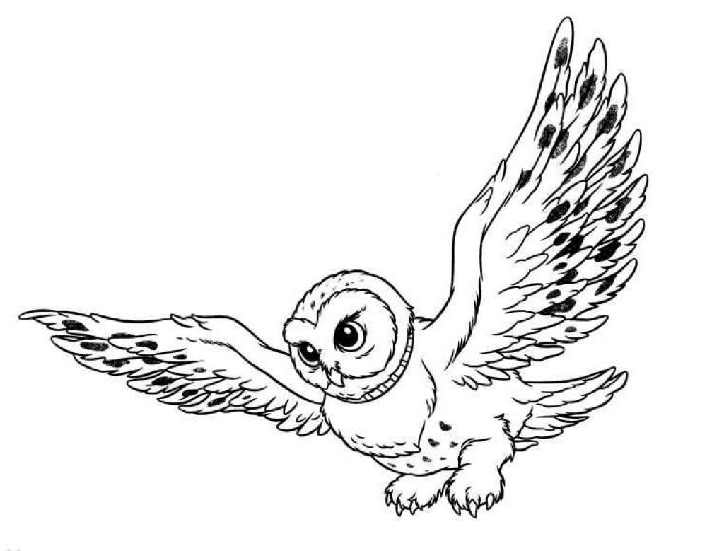 flying owl clip art black and white