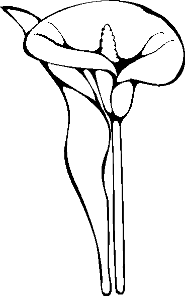 calla lilly Colouring Pages (page 2)