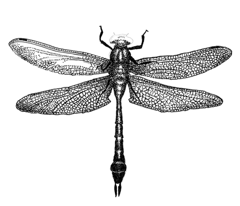 Dragonfly Drawings Designs - Clipart library