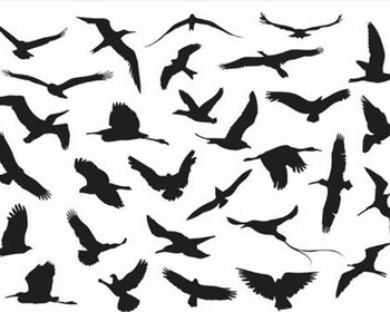 Flying Birds Silhouette Vector - eps ai vector