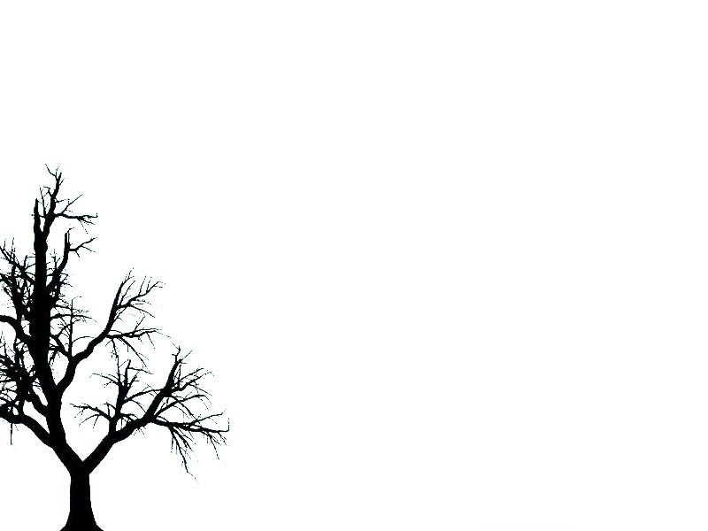 Kayra Decor Black and White Tree Art 3D Wallpaper Available in All Size for  Living Room Bed Rooms TV Background Size  Height 10 x Width 10 ft   Amazonin Home Improvement