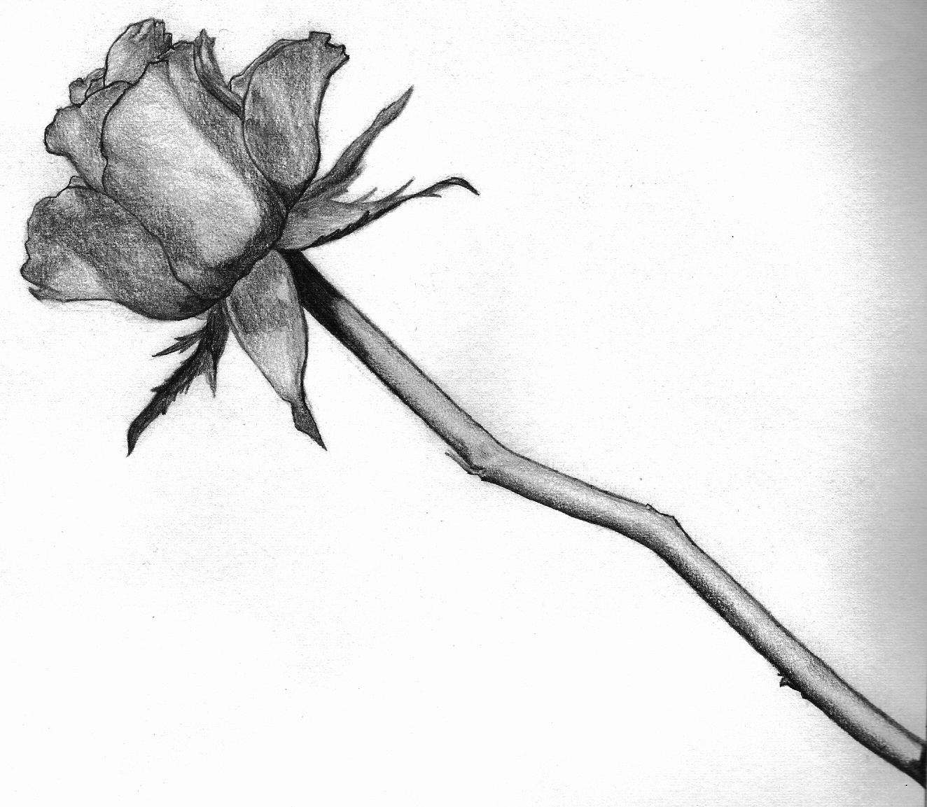 Black and White Rose by laura-20 on Clipart library