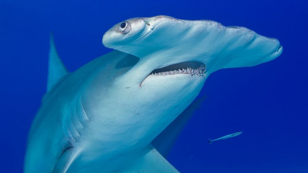 Shark Week 2015 News, Photos and Videos - ABC News