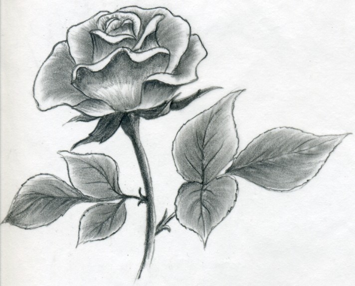 How to Draw a Rose - Create Your Own Rose Drawings