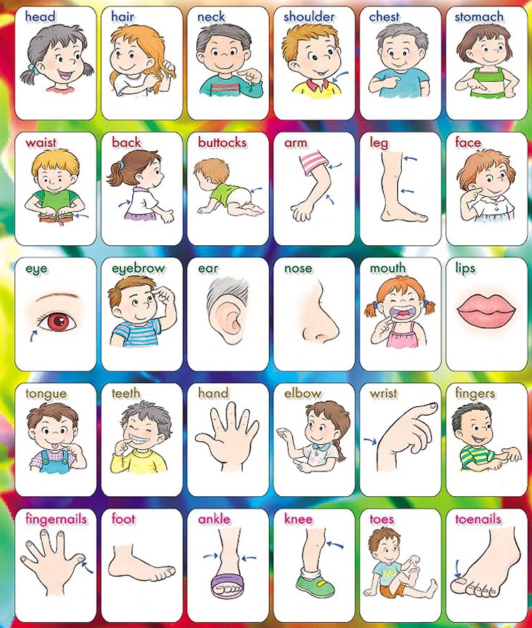 free body parts clipart