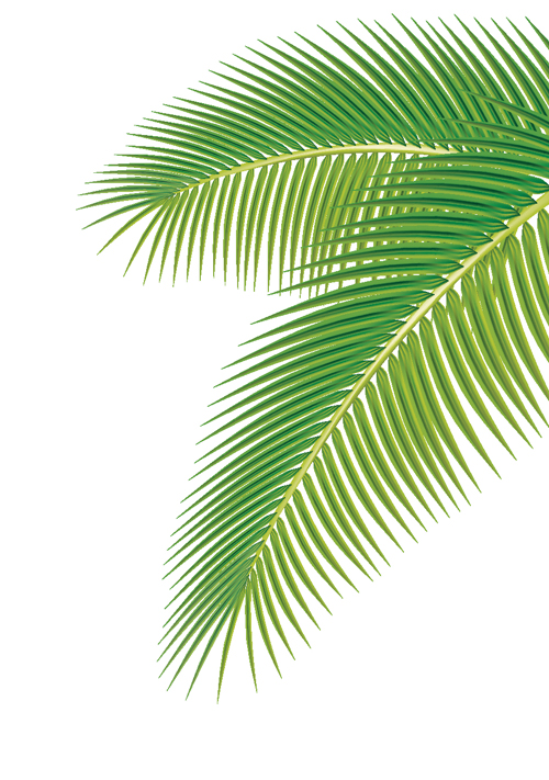 Palm leaves vector for free download