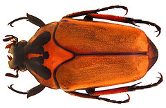 Orange Flower Chafer Beetle - Close-Up Identification & Biology