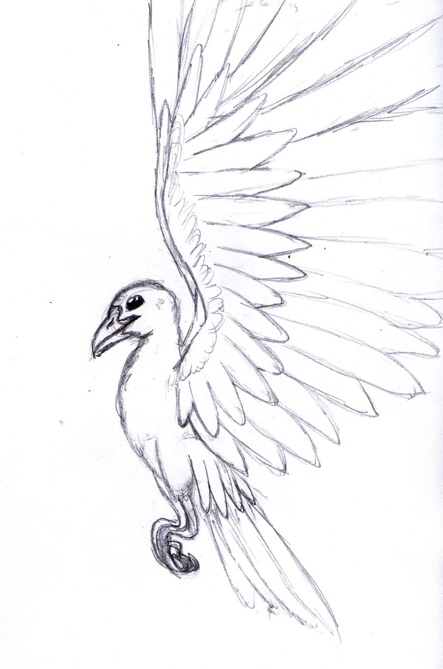 Learn How to Draw a Bird In Flight Birds Step by Step  Drawing Tutorials