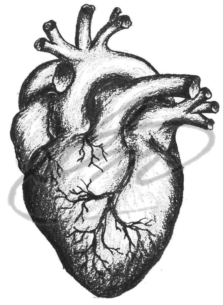 Realistic hand drawing human heart Royalty Free Vector Image