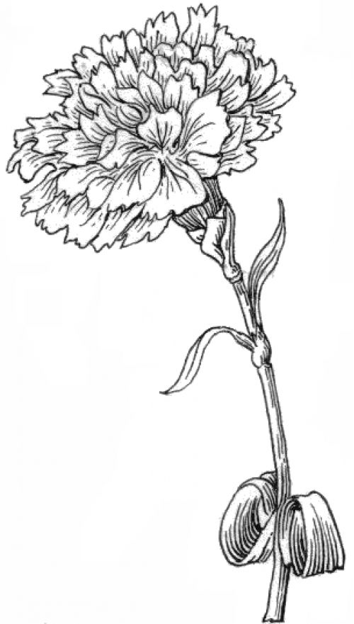 black and white carnations drawing image | Painted flowers | Clipart library