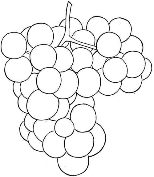 How to draw grapes for kids / Grapes drawing for kids / Easy grapes drawing  for kids - YouTube