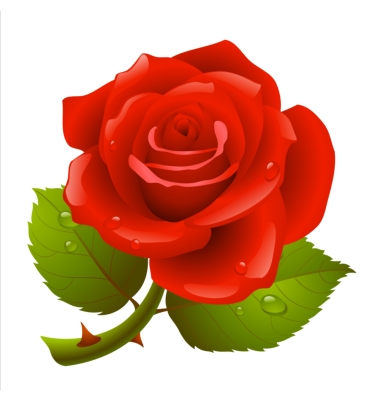 Vibrant red rose with dewdrops on petals and green leaves, isolated on white background.
