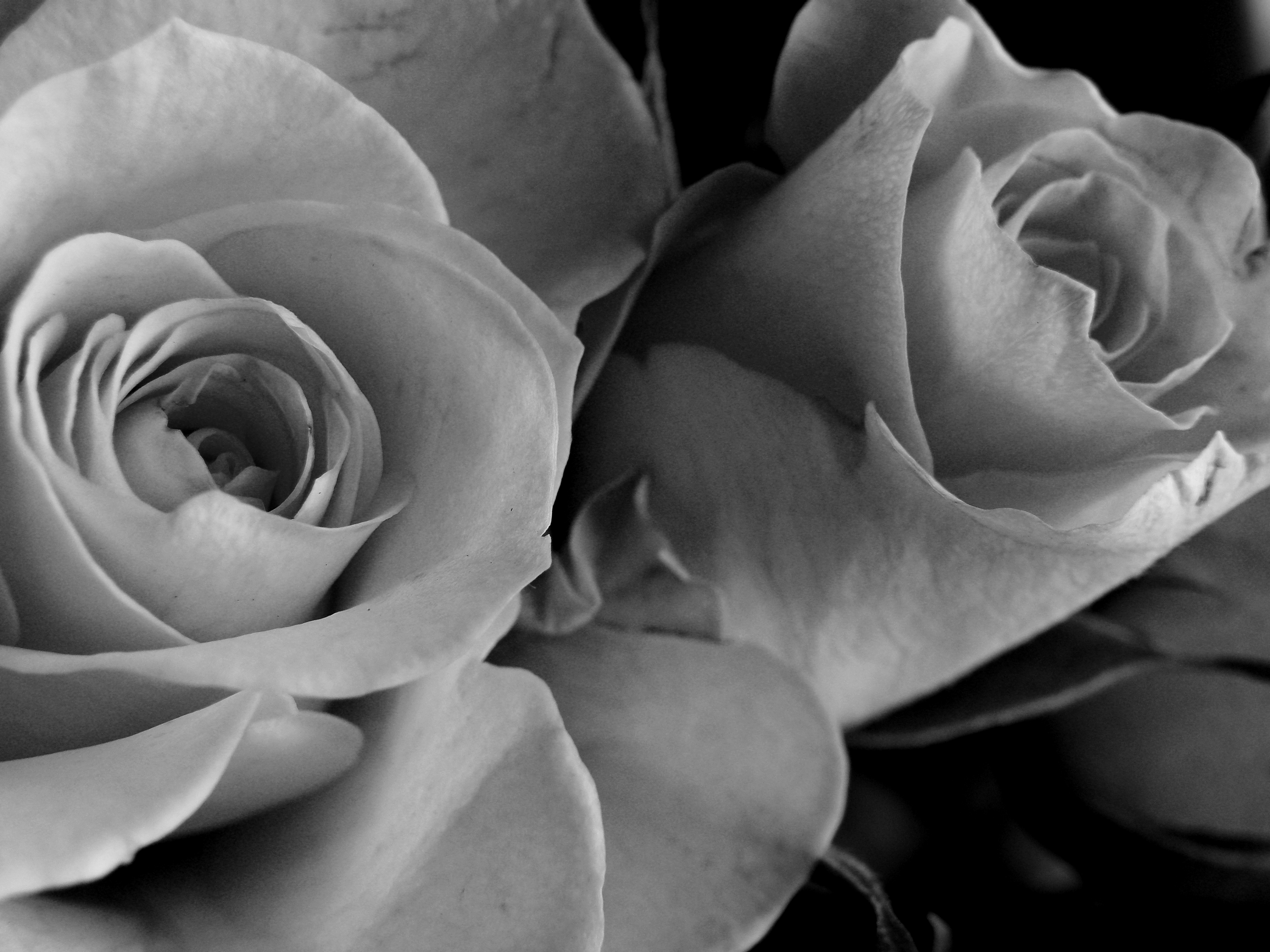Images Roses Black White - HD Photos Gallery