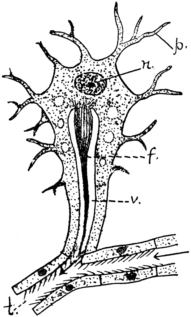 Labeled diagram of a motor neuron showing nucleus (n), dendrites (d), axon (v), myelin sheath (f), and neuromuscular junction (t).
