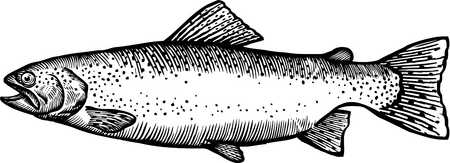 Stock Illustration - A black and white drawing of a rainbow trout