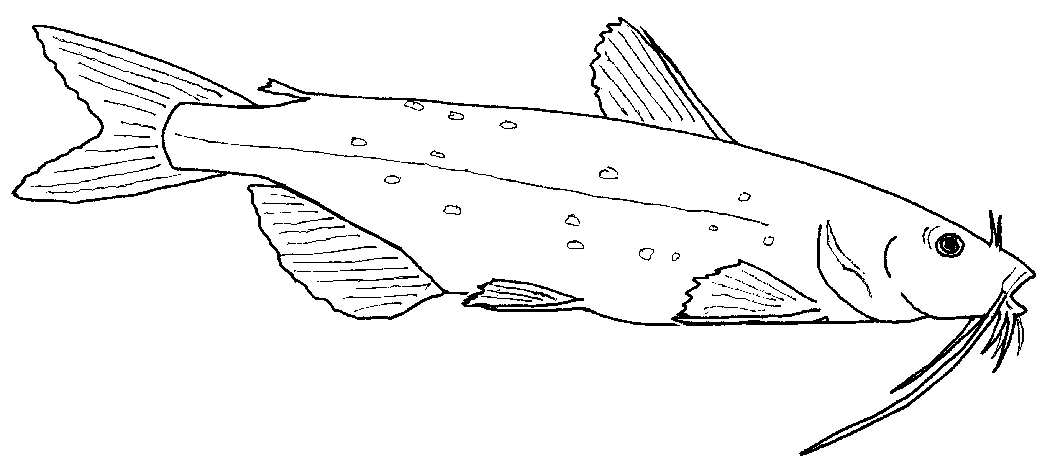 Channel Catfish, Kids! Stuff coloring page