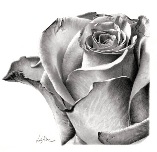4-flower-drawing-rose