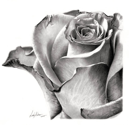 Rose Realistic Drawing vintage style Create by pencil on white background  Can use to decorate your tempate and print paper  greeting card   celebrate  poster etc Stock Illustration  Adobe Stock