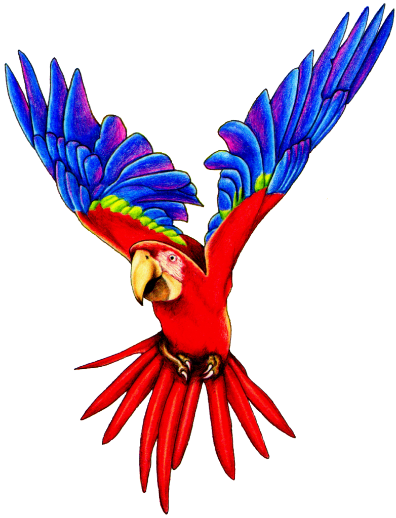 Talking Parrot Clipart | Clipart library - Free Clipart Images