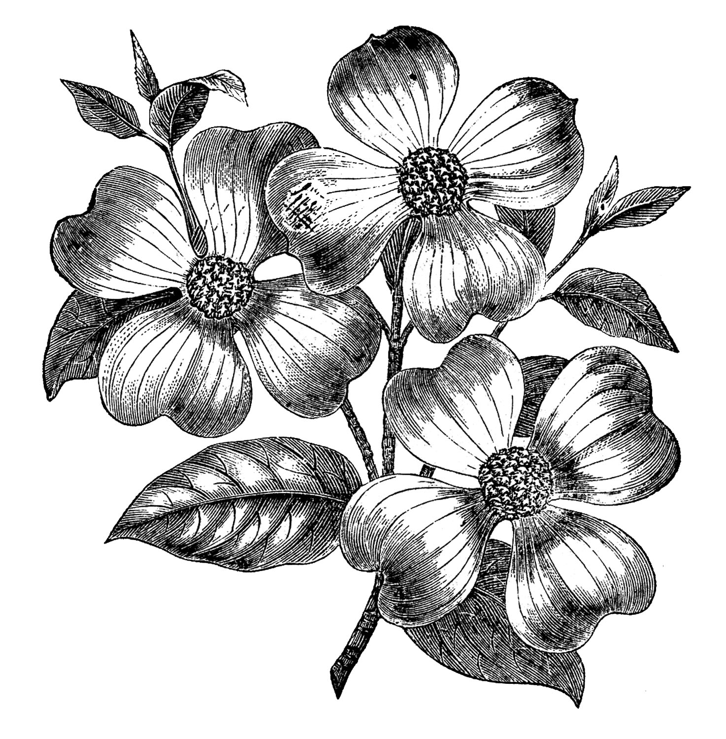 Buy Dogwood Flowers Tattoo Design Online in India  Etsy