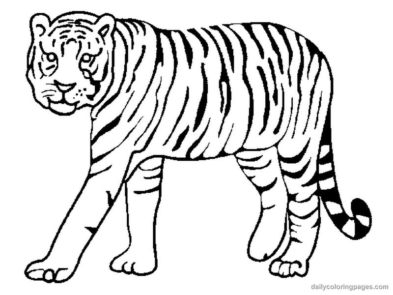 Realistic Tigers Coloring Pages | Mewarnai